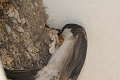 house martins, house martin-4